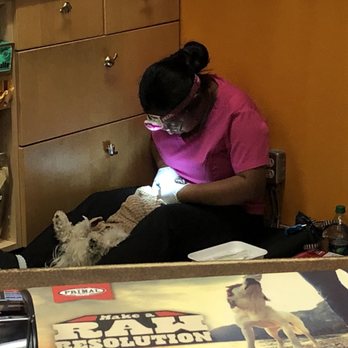 K9 Gentle Dental - Pet Services Near Me