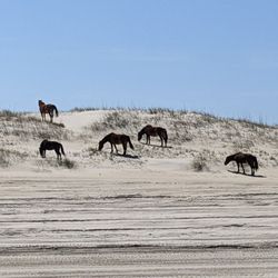 Wild Horse Adventure Tours - Carolla Wild Horses while on our Wild Horse Adventure Tour with Ryan "the coach".
