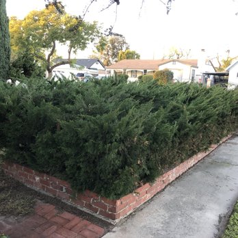 Planet Tree Service - After / laced our juniper. It was much higher than this and we don't like box shapes . We wanted natural cut - Tree Services Near Me - Hawaiian Gardens , California Planet Tree Service - After / laced our juniper. It was much higher than this and we don't like box shapes . We wanted natural cut - Tree Services Near Me - Hawaiian Gardens , California