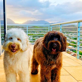 Island Pet Sitting - These two Angels - Pet Sitting Near Me Island Pet Sitting - These two Angels - Pet Sitting Near Me