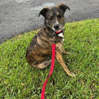 Bark Busters Boca Raton - Pet Training Near Me Bark Busters Boca Raton - Pet Training Near Me