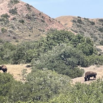 Catalina Tours - Part of a herd of 30 bison. - Historical Tours Near Me Catalina Tours - Part of a herd of 30 bison. - Historical Tours Near Me