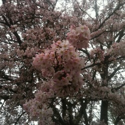 Manor House Gardens - Spring time in bloom