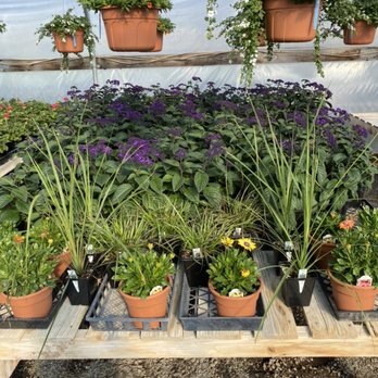 Stoller Farms - Heliotrope, grasses and osteos - Nurseries & Gardening Near Me - Molalla, Oregon Stoller Farms - Heliotrope, grasses and osteos - Nurseries & Gardening Near Me - Molalla, Oregon