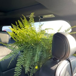 Grow Greenhouse - Boston Fern