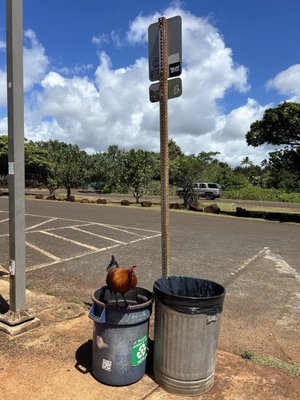 Spouting Horn by null