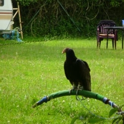Wildpark Hundshaupten