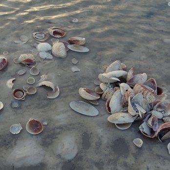 Spongeorama - Shells on the seashore, being lapped by the shallow waters. - Gift Shops Near Me - Tarpon Springs, Florida Spongeorama - Shells on the seashore, being lapped by the shallow waters. - Gift Shops Near Me - Tarpon Springs, Florida