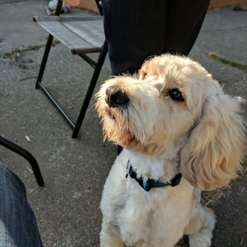 Stylin' Hounds  - Pet Groomers Near Me
