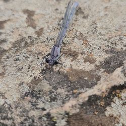 Woods Canyon Lake and Scenic Drive - Dragonfly