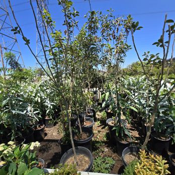 Ricardo's Nursery - Nurseries & Gardening Near Me - Long Beach, California Ricardo's Nursery - Nurseries & Gardening Near Me - Long Beach, California