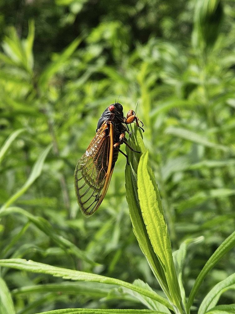 Social spots from Botanical Gardens at Asheville