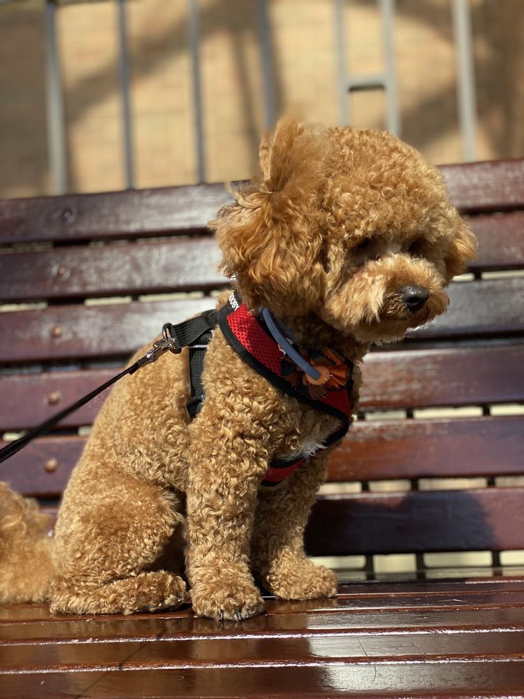 LEX PETS GROOMING AND SERVICES Updated September 2024 10 Photos