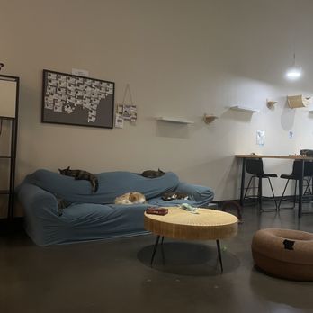 Cat Haven Lounge - Inside - Themed Cafes Near Me - Katy, Texas Cat Haven Lounge - Inside - Themed Cafes Near Me - Katy, Texas