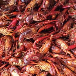 Kajun Kick - Best crawfish on the Coast!!