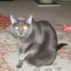 Family Pet Sitting