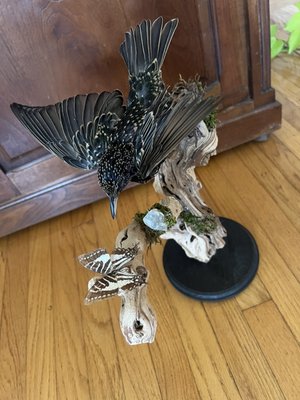 Prey Taxidermy by null