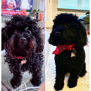 Sud Woofers Grooming - Before & After - Pet Groomers Near Me
