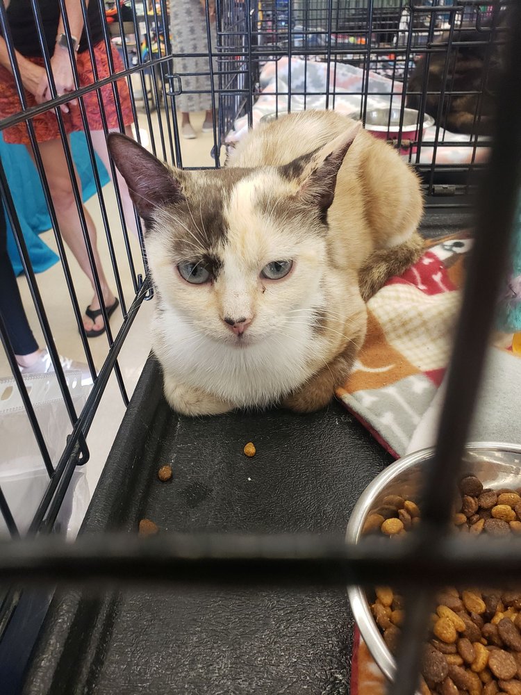 PETCO 35 Photos & 20 Reviews Pet Stores 11111 San Jose Blvd