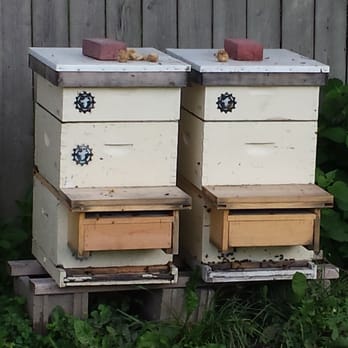 Mad Urban Bees - The honey factory in full production - Specialty Food Near Me Mad Urban Bees - The honey factory in full production - Specialty Food Near Me