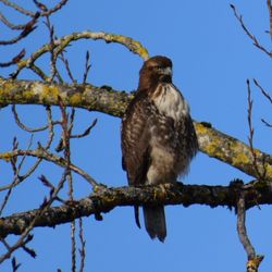 Get Out of Town Tours - Red Tail Hawk, Milwaukie, Oregon. Posing for pictures by the Willamette River