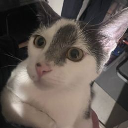 Cat that I took to shelter