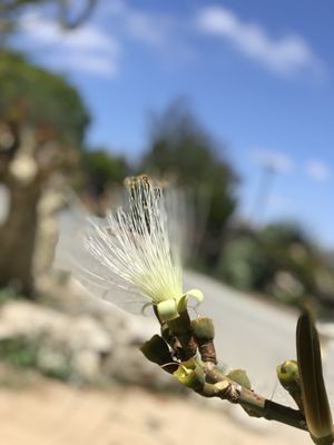 South Coast Botanic Garden by null
