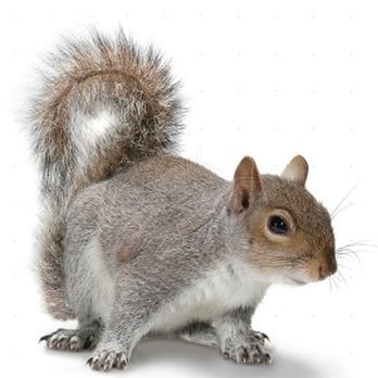 Rapid Rodent Removal - Dallas Rat Control - Pest Control Near Me Rapid Rodent Removal - Dallas Rat Control - Pest Control Near Me