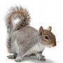 Photo of Rapid Rodent Removal