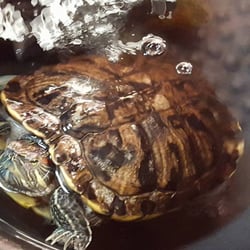 Eden Mill Nature Center - Turtles in the Nature Center