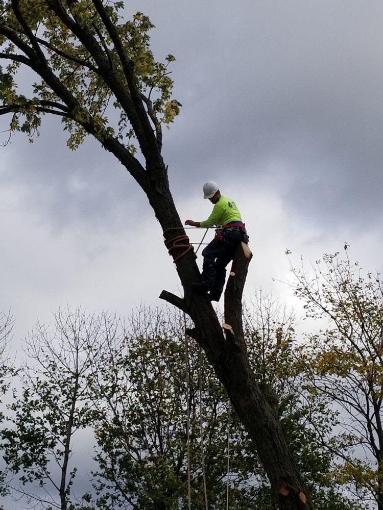 PRIM & PROPER TREE SERVICE - Updated February 2025 - 193 W Bacon St ...
