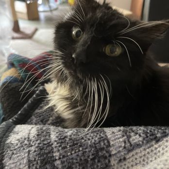 Paws Into Grace - Pet Hospice Near Me Paws Into Grace - Pet Hospice Near Me