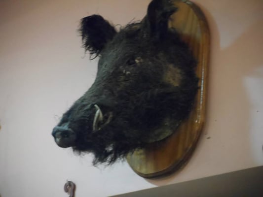 La Gran Taberna by null