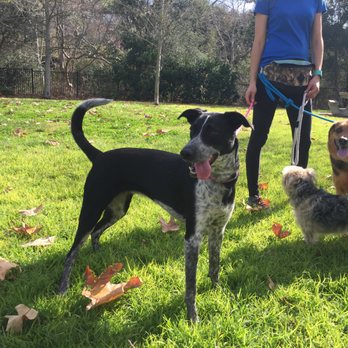 Dog Camp SLO - Happy and tired! - Dog Walkers Near Me Dog Camp SLO - Happy and tired! - Dog Walkers Near Me