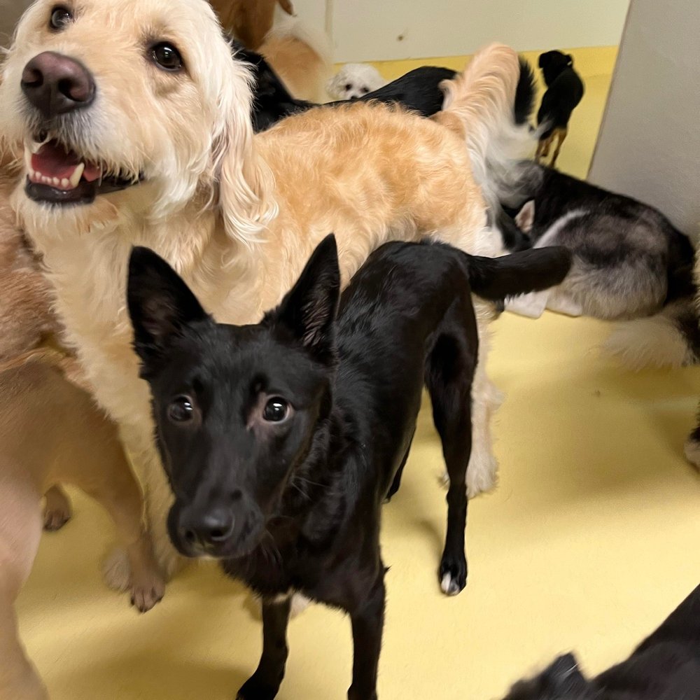 Happy Dogs - Pupdates taken by staff - Pet Boarding Near Me - New York, New York Happy Dogs - Pupdates taken by staff - Pet Boarding Near Me - New York, New York