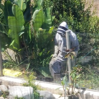 BEE LEAF USA - Ben is transferring bees from the surprise hive into the yellow-topped box. - Honey Near Me