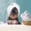 GLAMOUR PET MOBILE DAY SPA gift card