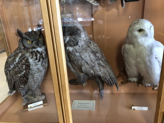 Banff Park Museum National Historic Site by null