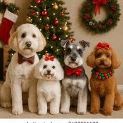 Petrichor Pet Salon