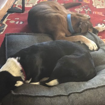 Prime Pet - Pet Stores Near Me - Austin, Texas