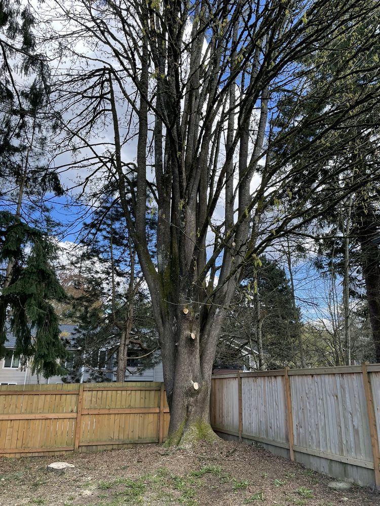 Timber Tigers NW - tree service in Everett, WA