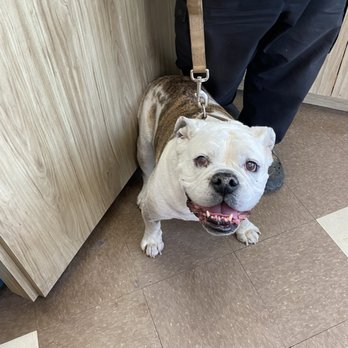 Doggies Divine - Pet Groomers Near Me - San Diego, California