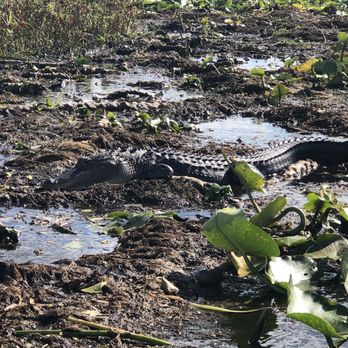 Wild Willy's Airboat Tours - Boat Tours Near Me - Saint Cloud, Florida Wild Willy's Airboat Tours - Boat Tours Near Me - Saint Cloud, Florida