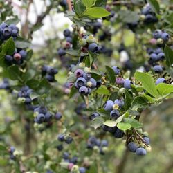Matsqui Blue Farms