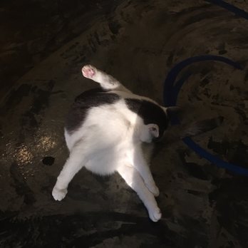 Seattle Meowtropolitan - Themed Cafes Near Me - Seattle, Washington