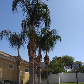 HomeTeam Lawn & Landscape - Trimmed Queen Palms by AJ- Owner/Operator HomeTeam Lawn & Landscape llc - Landscaping Near Me HomeTeam Lawn & Landscape - Trimmed Queen Palms by AJ- Owner/Operator HomeTeam Lawn & Landscape llc - Landscaping Near Me