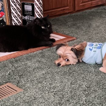 Kinslow Veterinary Clinic - Sam the cat and Hobie the dog - Veterinarians Near Me - Lebanon, Tennessee Kinslow Veterinary Clinic - Sam the cat and Hobie the dog - Veterinarians Near Me - Lebanon, Tennessee