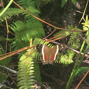 J & M Belize Travel - Butterfly - Travel Services Near Me - Pittsburgh, Pennsylvania J & M Belize Travel - Butterfly - Travel Services Near Me - Pittsburgh, Pennsylvania