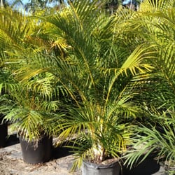 Florida Landscape Nursery