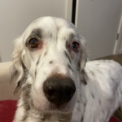 BarkZone Montavilla Gift Greeting Cards Email, Text or Print